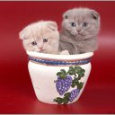 клубные   котята      питомника  "sweettoy" 2