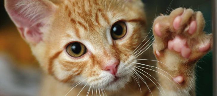 Удаление когтей у кошек: за и против