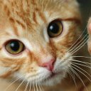 Удаление когтей у кошек: за и против