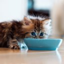Как научить котенка кушать самостоятельно