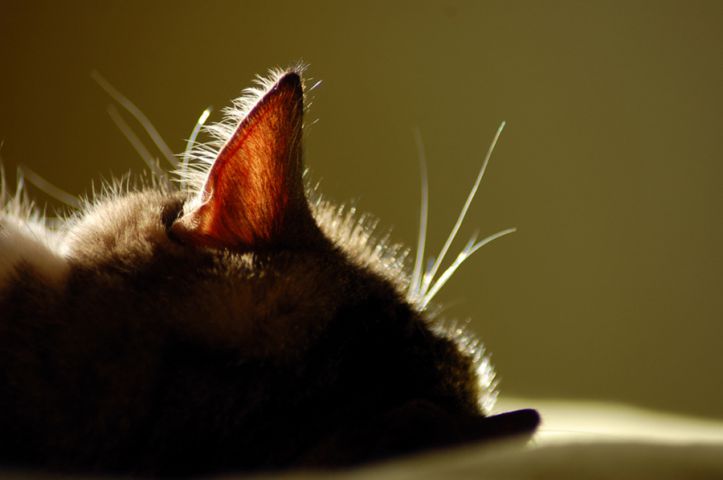 Правильная чистка ушей у кошки