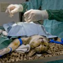 Стерилизация кошек. Лапароскопия
