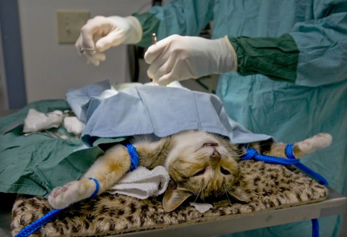 Стерилизация кошек. Лапароскопия