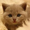 клубные   котята      питомника  "sweettoy" 3