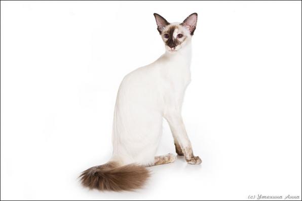 Балийская кошка (балинез)