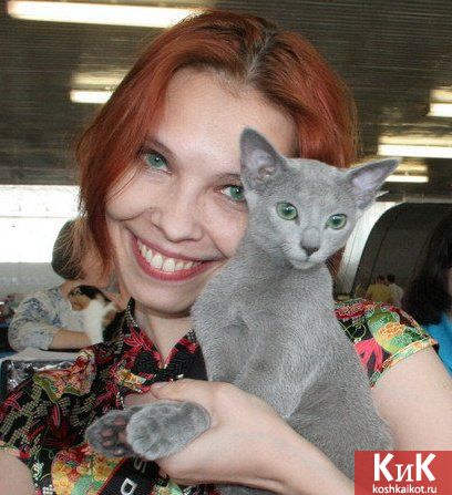 Русский голубой котенок Sunna Nordica Erik и его хозяйка Тамара