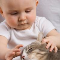 Научите ваших детей правильно обращаться с кошками