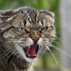 Бешенство кошек: симптомы и описание