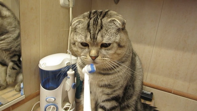 Кот чистит зубы самостоятельно