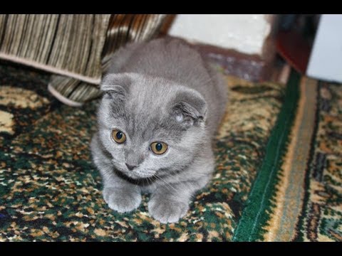 Cute Scottish Fold Kitten | 3 Month | Шотландская Вислоухая | 3 месяца