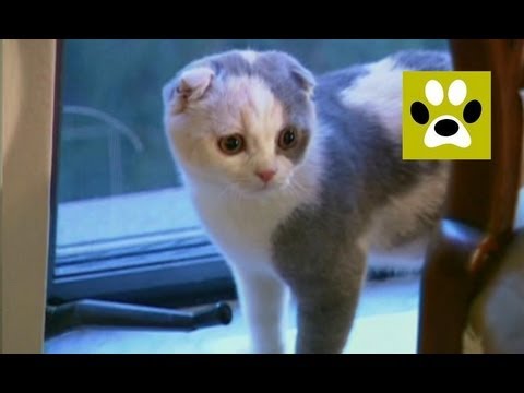 Как ухаживать за котенком