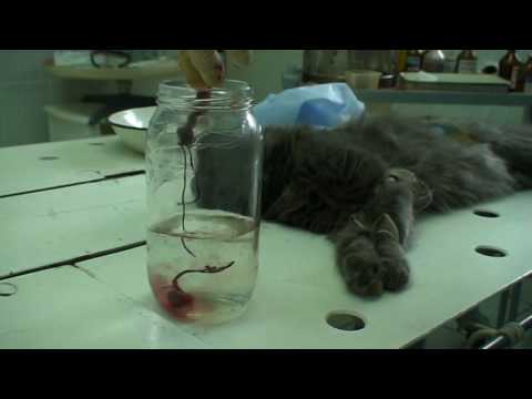 Овариогистерэктомия (стерилизации) кошки. Часть 3.