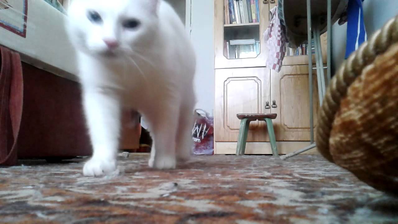 Funny white cats \ Забавные белые коты