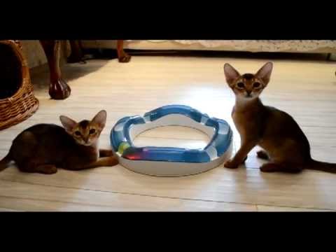 Абиссинские котята и Светящиеся  шарики