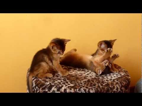 Абиссинские котята играют