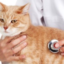 Самые распространенные болезни кошек - лейкемия, мочекаменная болезнь,  блохи.