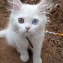 Белые коты с разными глазами.wmv