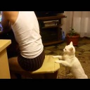 Белый кот кусает мальчика
