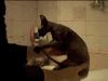 Видео как помыть кошку.