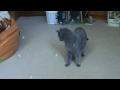 Британская кошка Боня и мыльные пузыри.