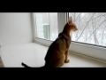 Абиссинские кошки и первый снег