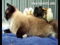 Funny Cats. Приколы с котами - Мегаподборка